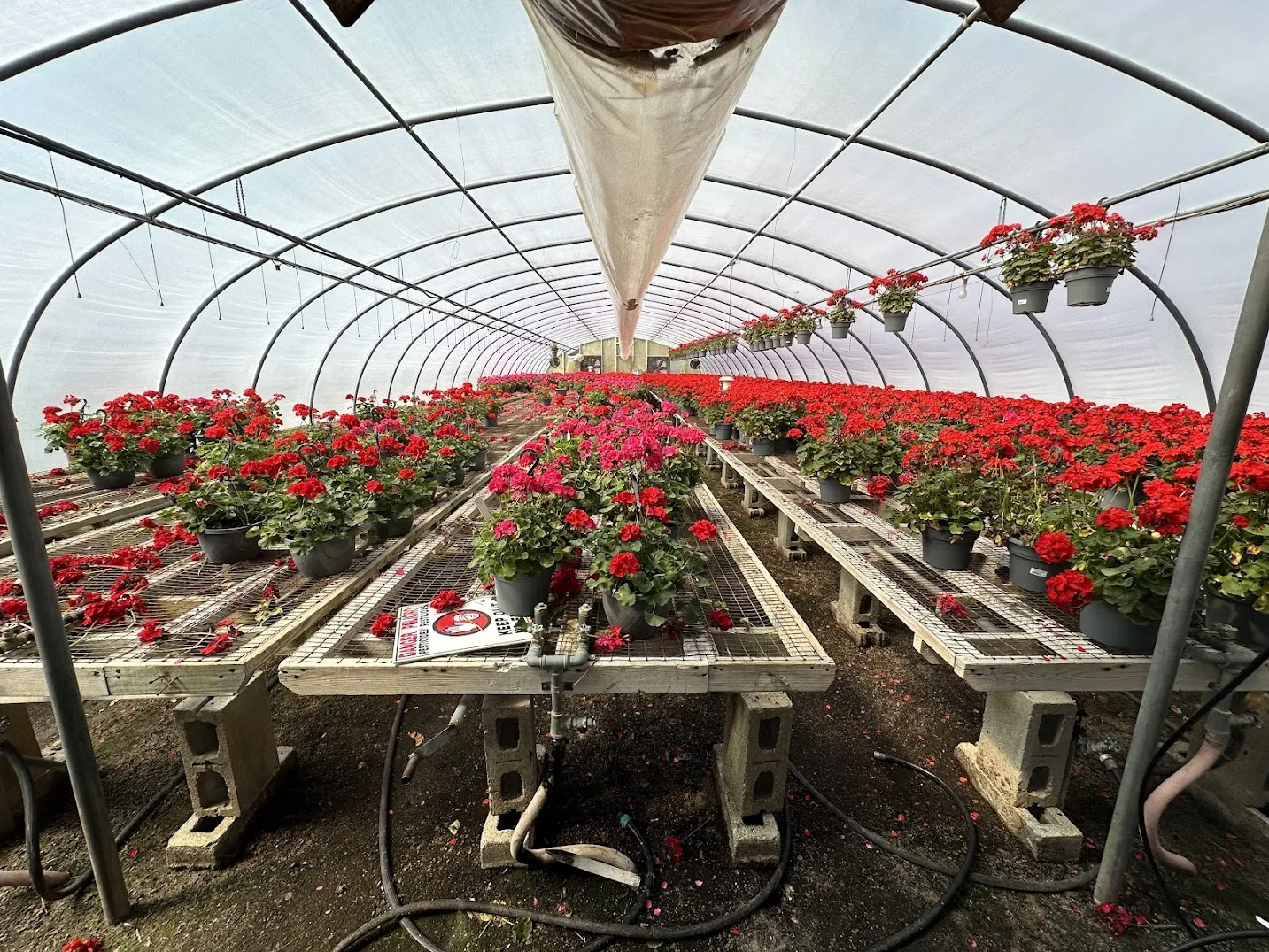 WHITE'S AUCTION LOT 11 - GH16 - X.S. Smith 30' x 96' Criterion Quonset Hoop Greenhouse, photo 2