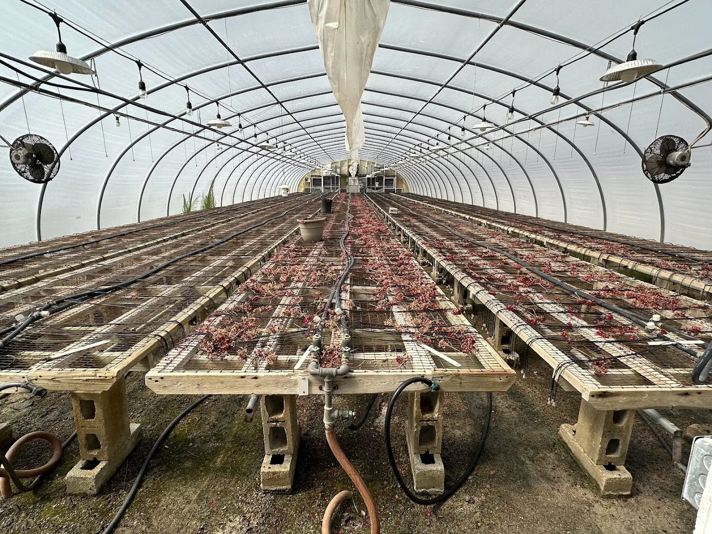 WHITE'S AUCTION LOT 12 - GH17 - X.S. Smith 30' x 96' Criterion Quonset Hoop Greenhouse, photo 2