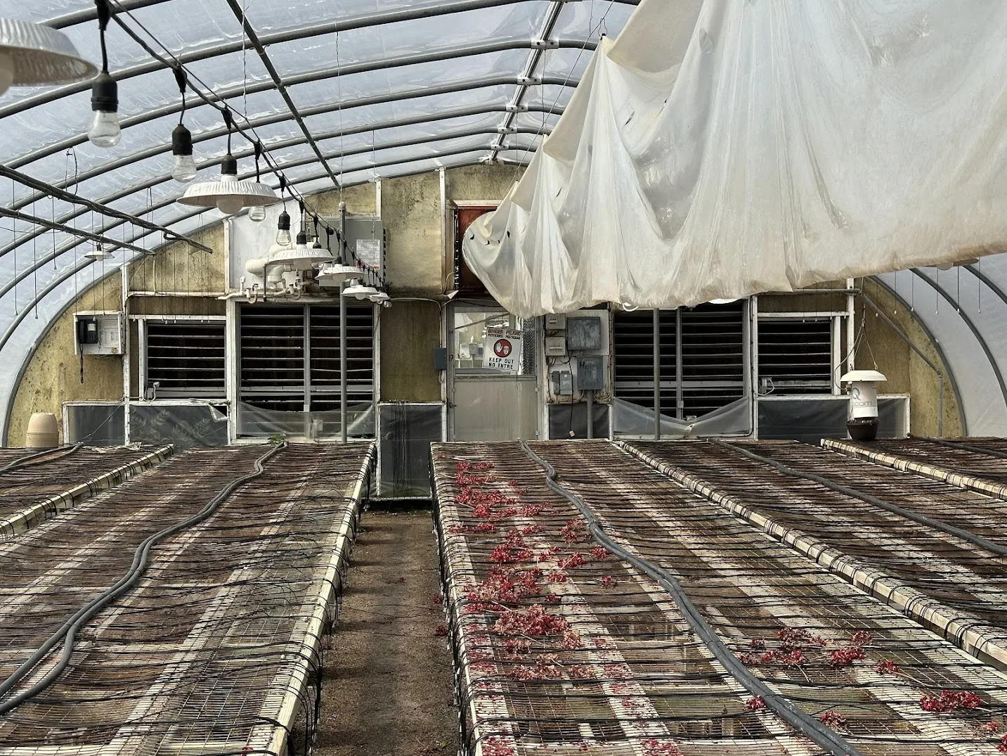 WHITE'S AUCTION LOT 12 - GH17 - X.S. Smith 30' x 96' Criterion Quonset Hoop Greenhouse, photo 5
