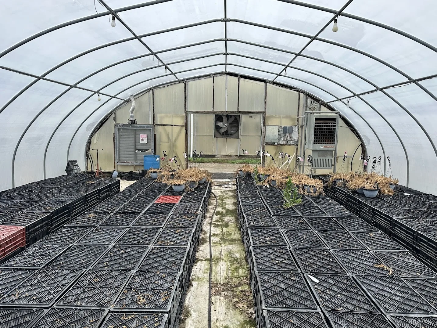 WHITE'S AUCTION LOT 16 - CF01 - X.S. Smith 30' x 96' Criterion Quonset Hoop Cold Frame Greenhouse, photo 3