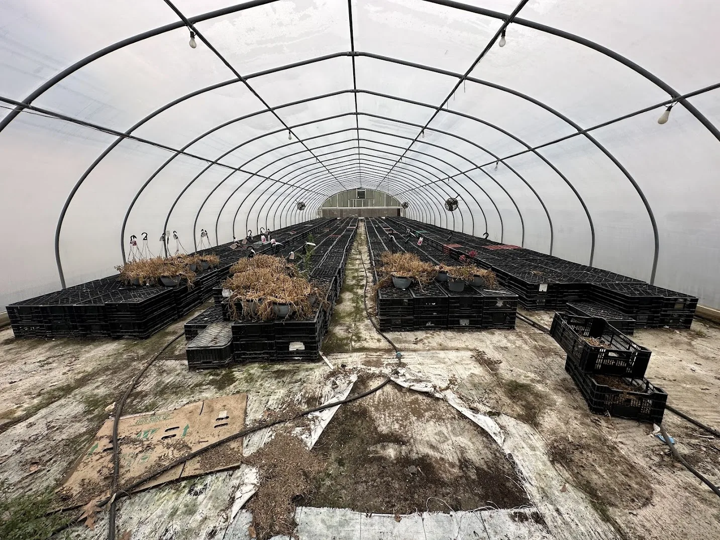 WHITE'S AUCTION LOT 16 - CF01 - X.S. Smith 30' x 96' Criterion Quonset Hoop Cold Frame Greenhouse, photo 4
