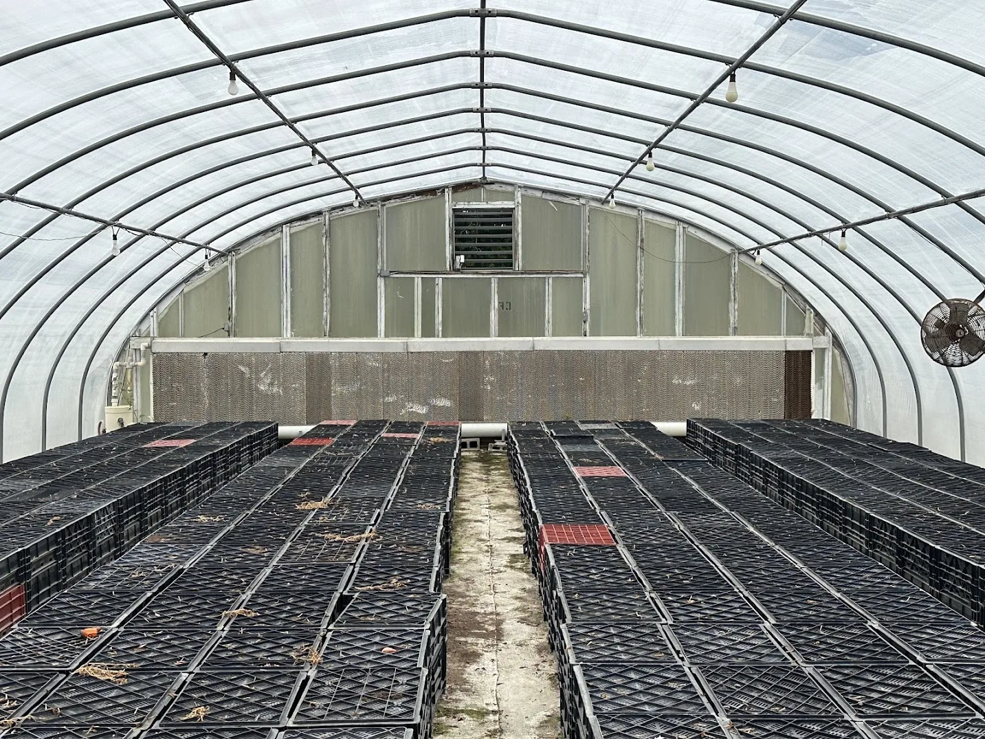 WHITE'S AUCTION LOT 16 - CF01 - X.S. Smith 30' x 96' Criterion Quonset Hoop Cold Frame Greenhouse, photo 5
