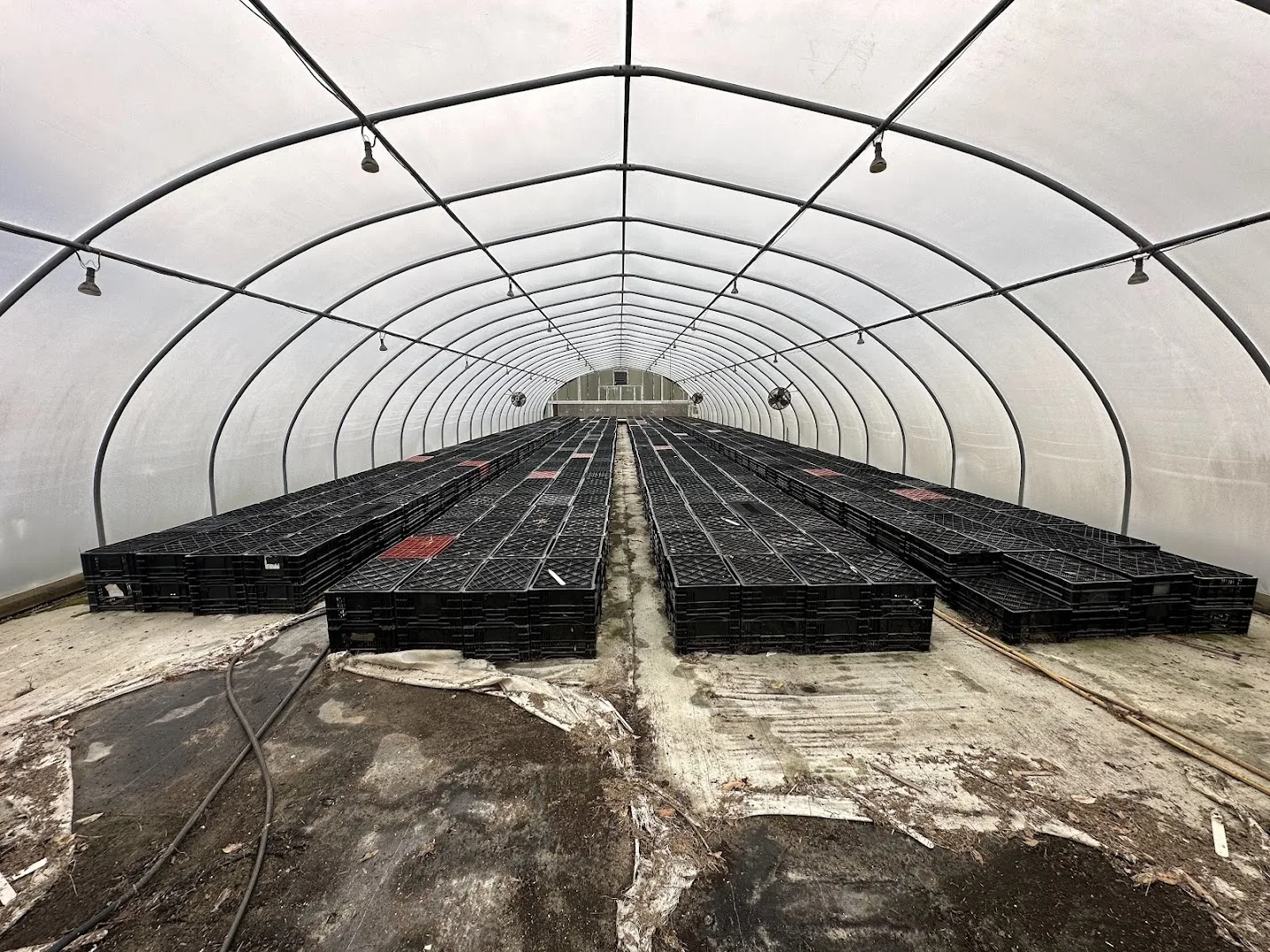 WHITE'S AUCTION LOT 17 - CF02 - X.S. Smith 30' x 96' Criterion Quonset Hoop Cold Frame Greenhouse, photo 3