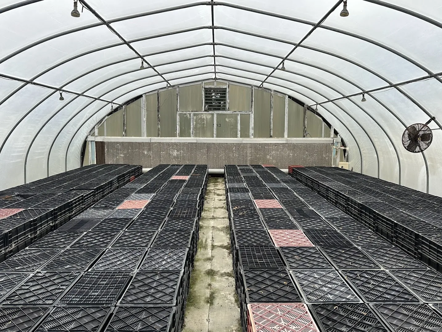 WHITE'S AUCTION LOT 17 - CF02 - X.S. Smith 30' x 96' Criterion Quonset Hoop Cold Frame Greenhouse, photo 5
