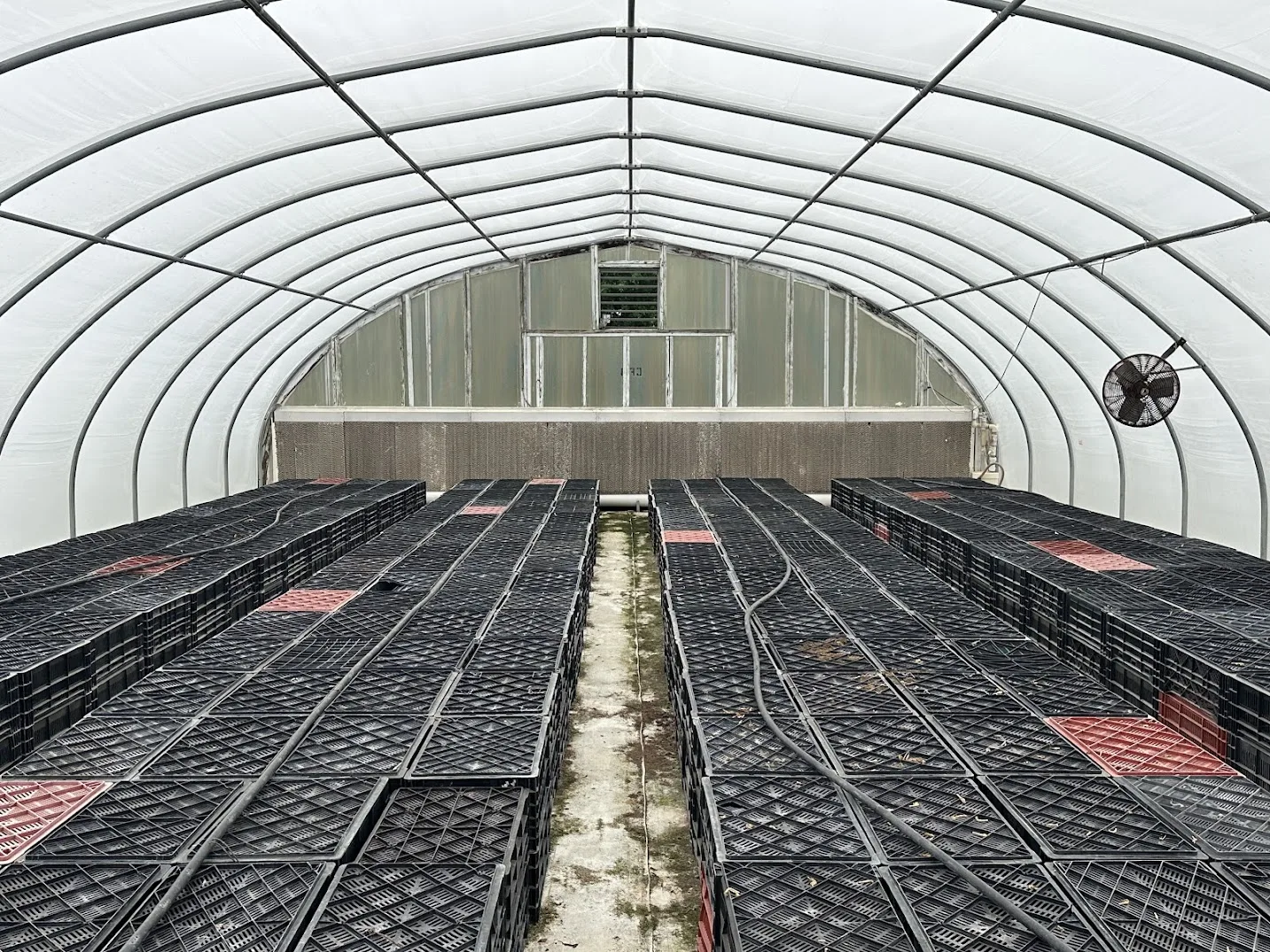WHITE'S AUCTION LOT 19 - CF04 - X.S. Smith 30' x 96' Criterion Quonset Hoop Cold Frame Greenhouse, photo 5