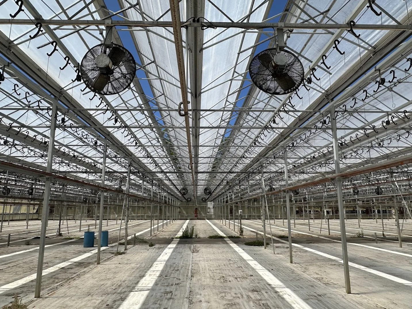WHITE'S AUCTION LOT 198 - Bays 12-15 of Greenhouse #27, photo 7