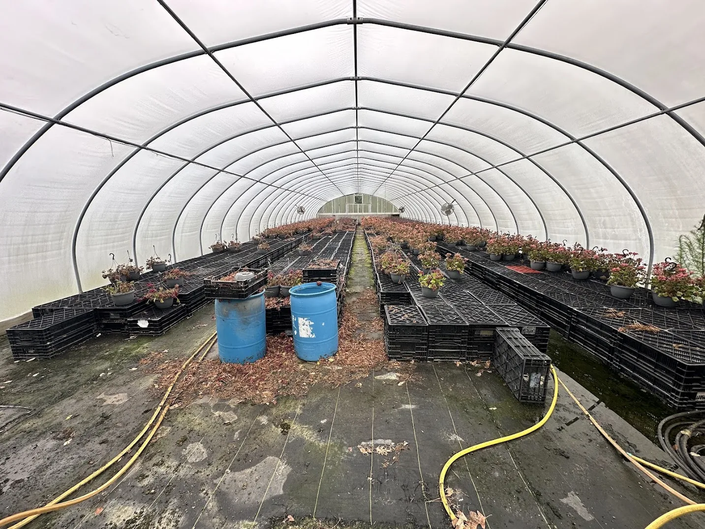 WHITE'S AUCTION LOT 20 - CF05 - X.S. Smith 30' x 96' Criterion Quonset Hoop Cold Frame Greenhouse, photo 4