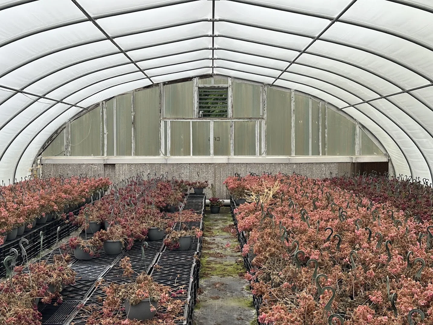 WHITE'S AUCTION LOT 20 - CF05 - X.S. Smith 30' x 96' Criterion Quonset Hoop Cold Frame Greenhouse, photo 5