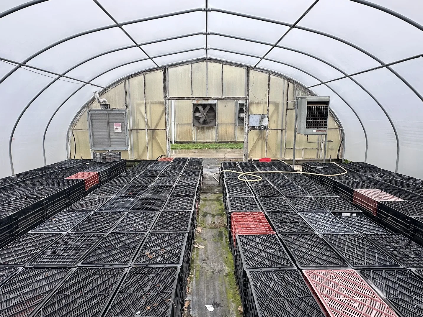 WHITE'S AUCTION LOT 21 - CF06 - X.S. Smith 30' x 96' Criterion Quonset Hoop Cold Frame Greenhouse, photo 4