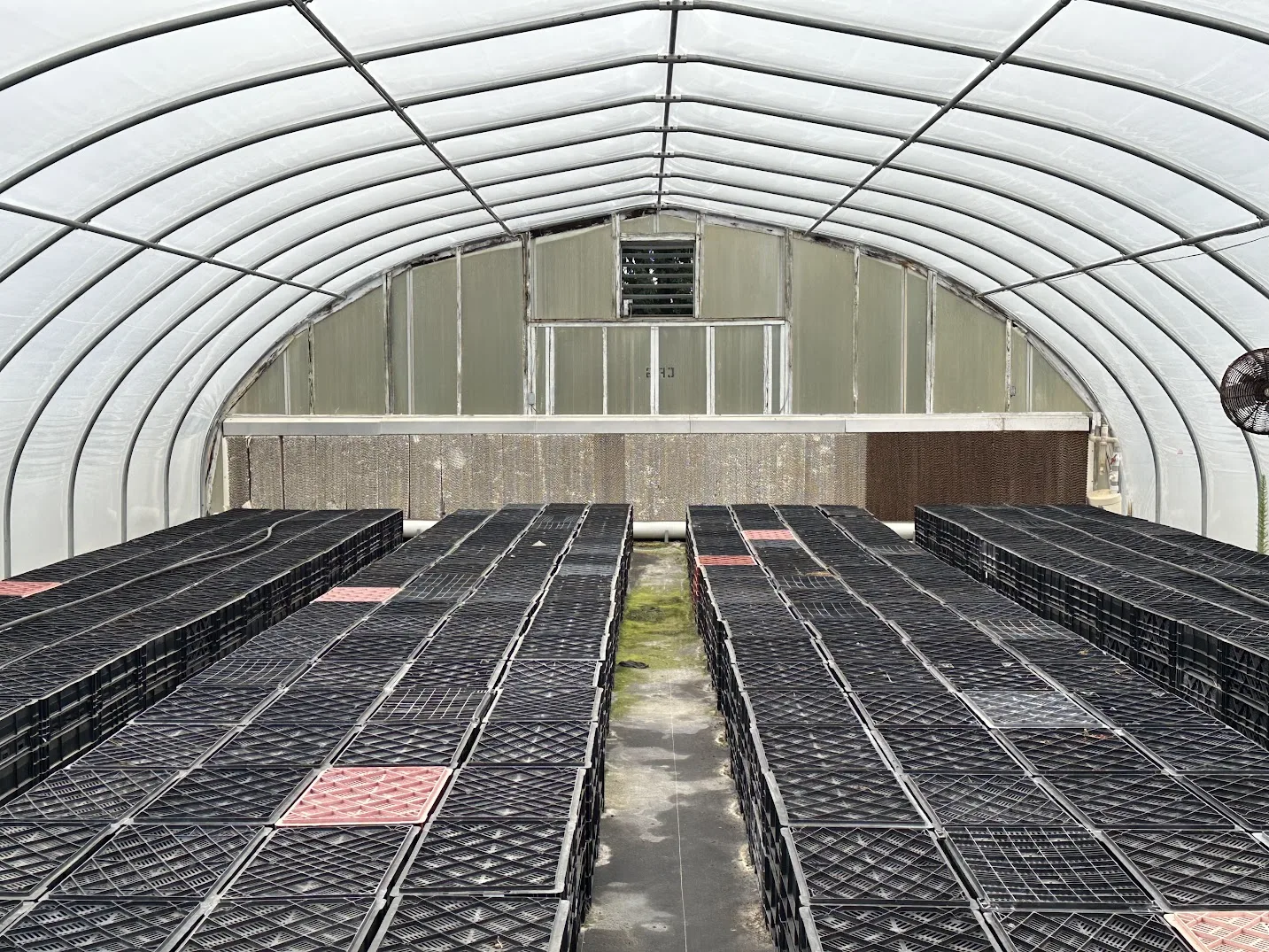 WHITE'S AUCTION LOT 21 - CF06 - X.S. Smith 30' x 96' Criterion Quonset Hoop Cold Frame Greenhouse, photo 5