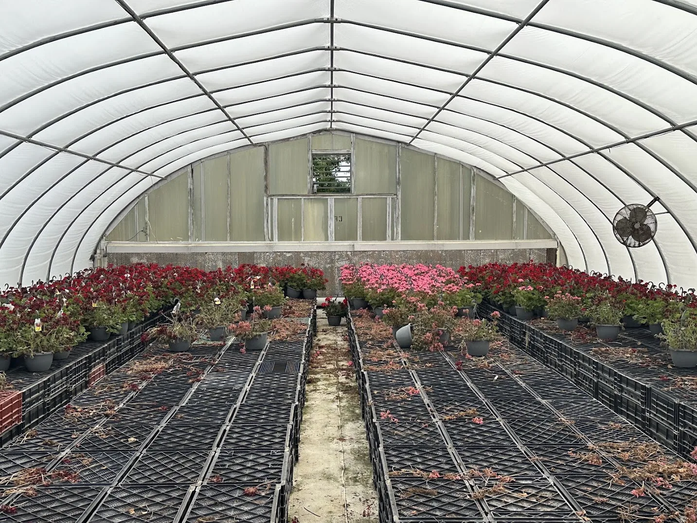 WHITE'S AUCTION LOT 22 - CF07 - X.S. Smith 30' x 96' Criterion Quonset Hoop Cold Frame Greenhouse, photo 5