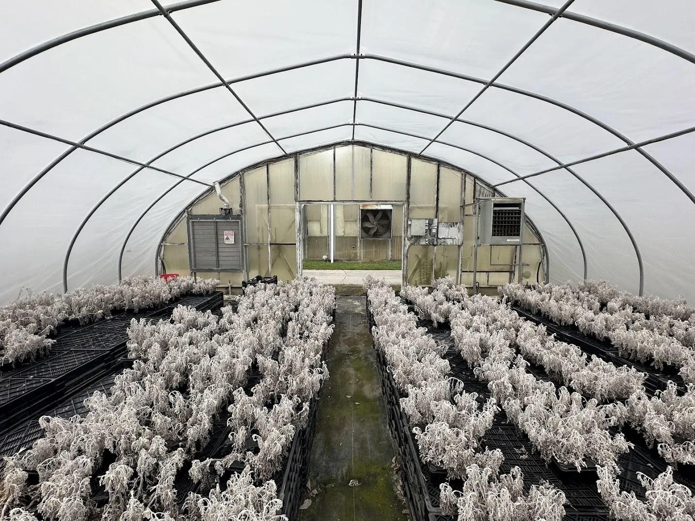 WHITE'S AUCTION LOT 23 - CF08 - X.S. Smith 30' x 96' Criterion Quonset Hoop Cold Frame Greenhouse, photo 3