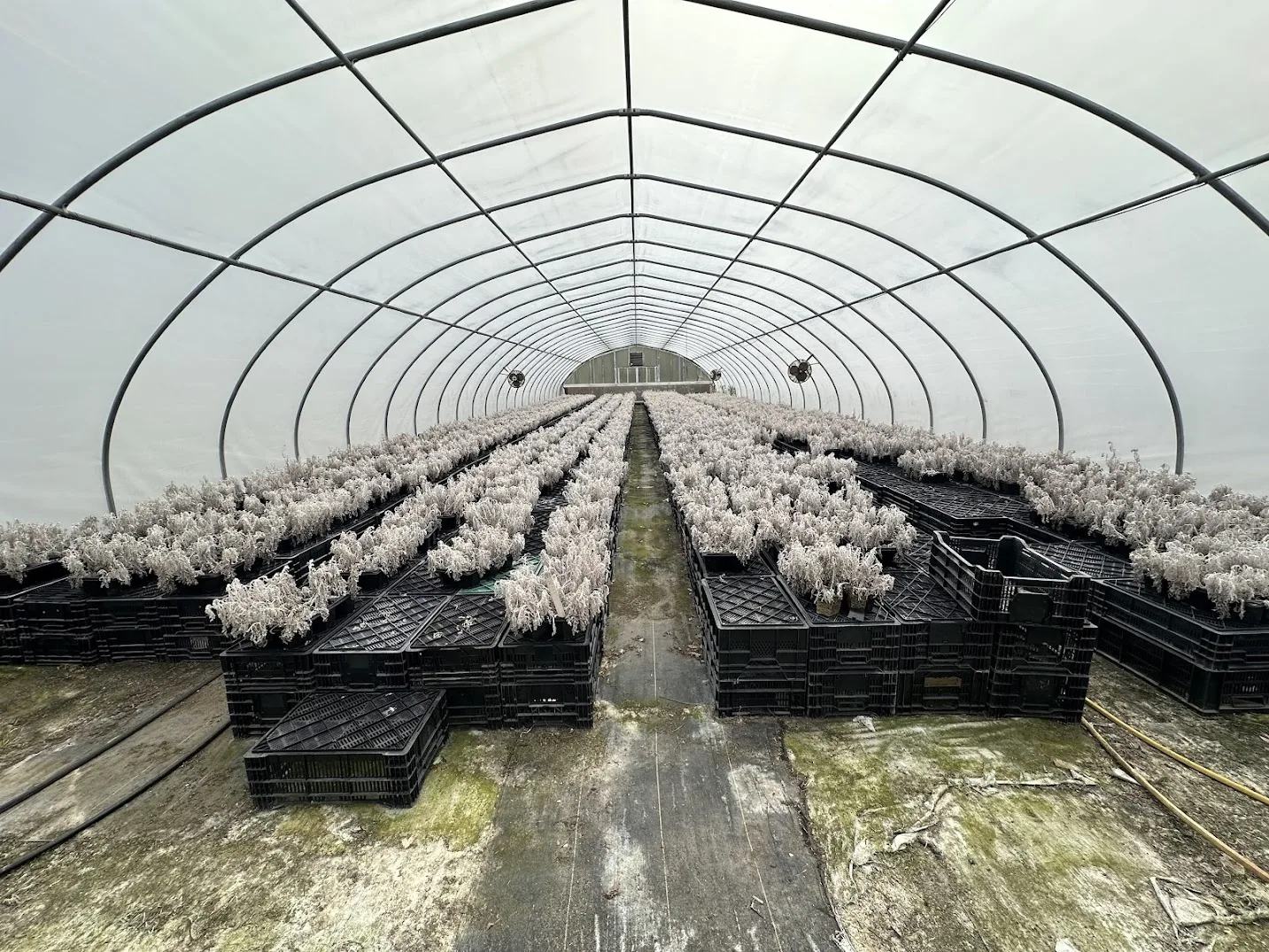WHITE'S AUCTION LOT 23 - CF08 - X.S. Smith 30' x 96' Criterion Quonset Hoop Cold Frame Greenhouse, photo 4