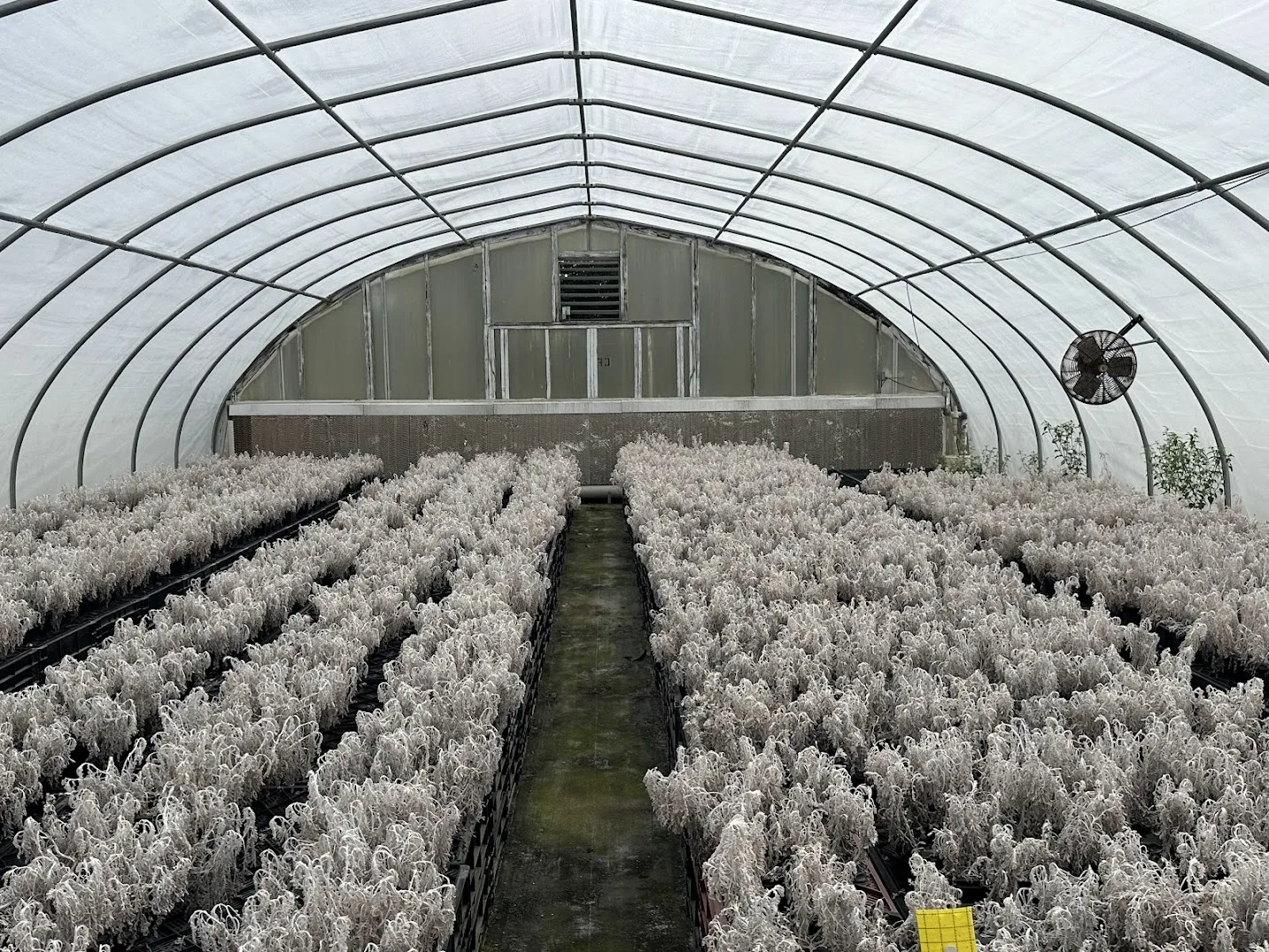 WHITE'S AUCTION LOT 23 - CF08 - X.S. Smith 30' x 96' Criterion Quonset Hoop Cold Frame Greenhouse, photo 5
