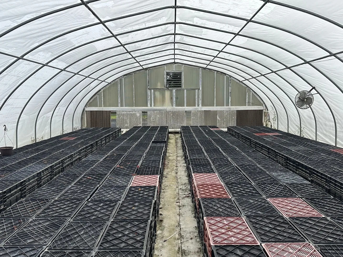 WHITE'S AUCTION LOT 25 - CF10 - X.S. Smith 30' x 96' Criterion Quonset Hoop Cold Frame Greenhouse, photo 5