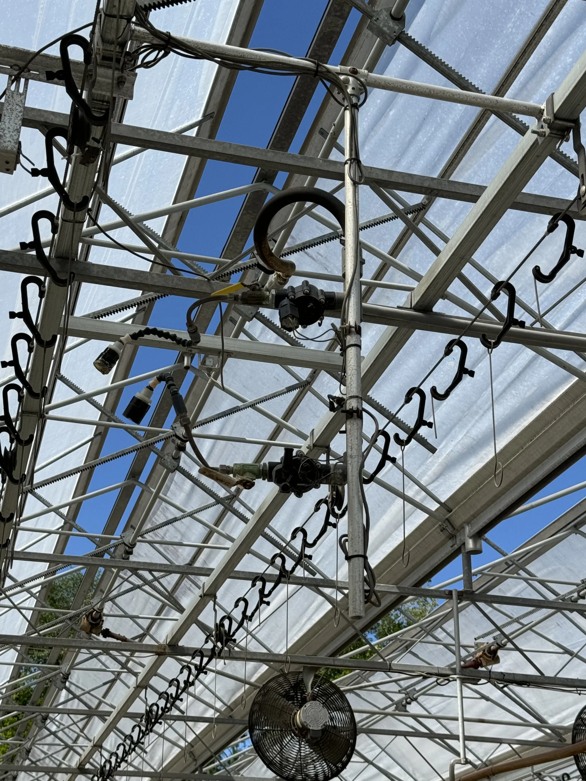 WHITE'S AUCTION LOT 259 - Cherry Creek Echo Hanging Basket Lines, GH#27 Bay 9, photo 3