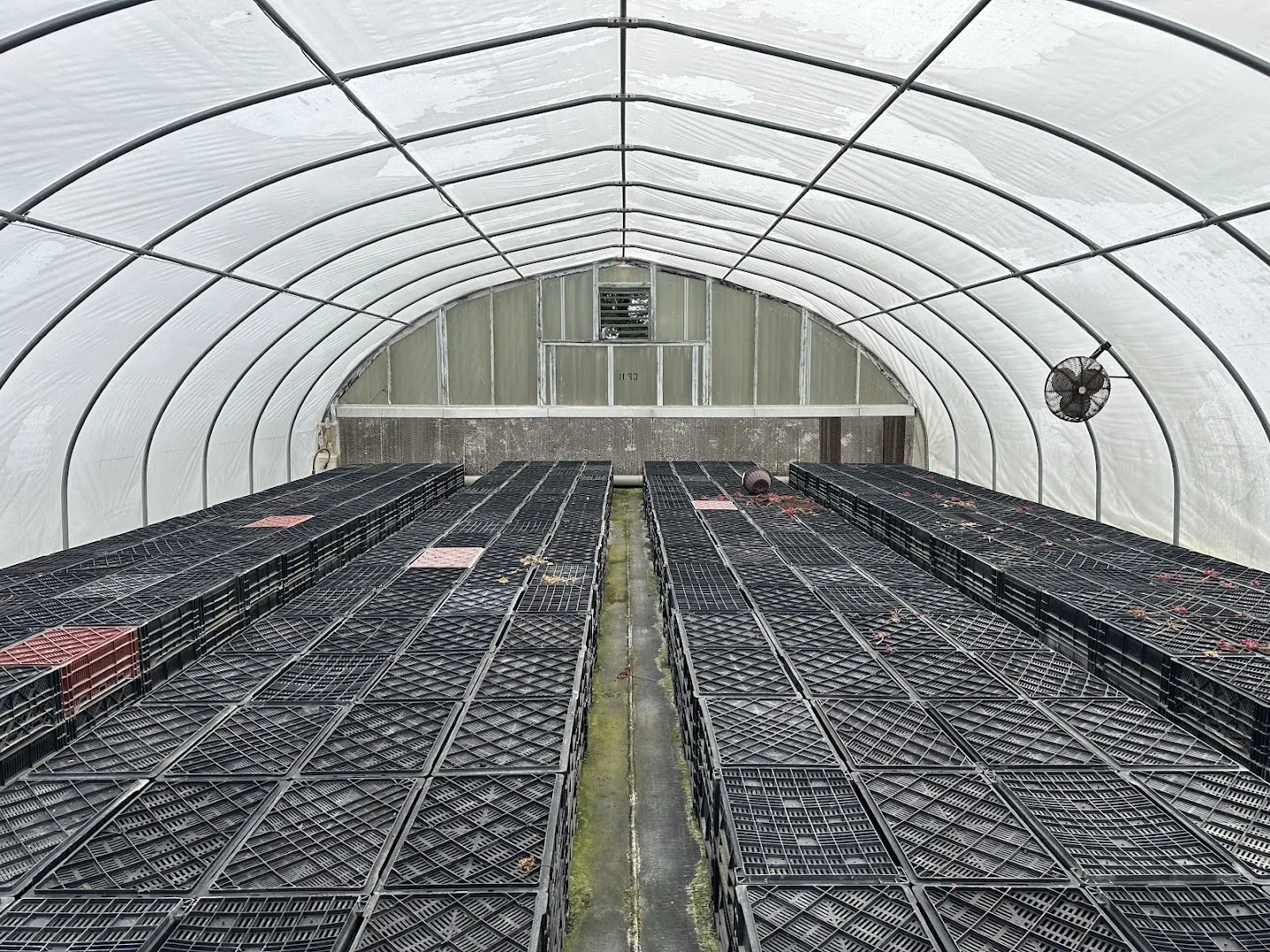 WHITE'S AUCTION LOT 26 - CF11 - X.S. Smith 30' x 96' Criterion Quonset Hoop Cold Frame Greenhouse, photo 4
