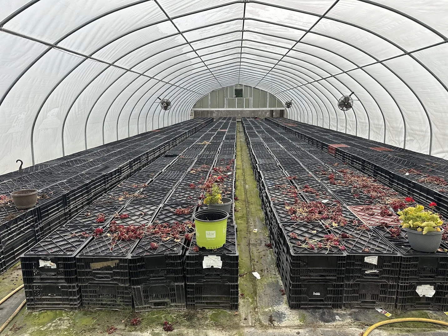 WHITE'S AUCTION LOT 26 - CF11 - X.S. Smith 30' x 96' Criterion Quonset Hoop Cold Frame Greenhouse, photo 5