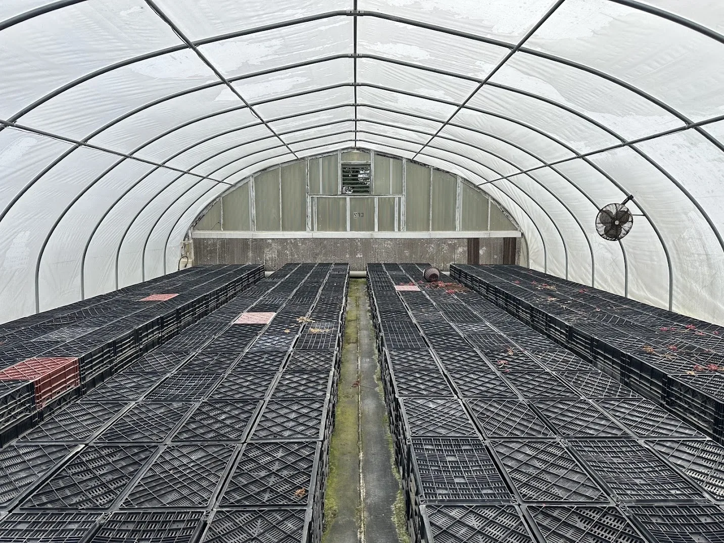 WHITE'S AUCTION LOT 27 - CF12 - X.S. Smith 30' x 96' Criterion Quonset Hoop Cold Frame Greenhouse, photo 5