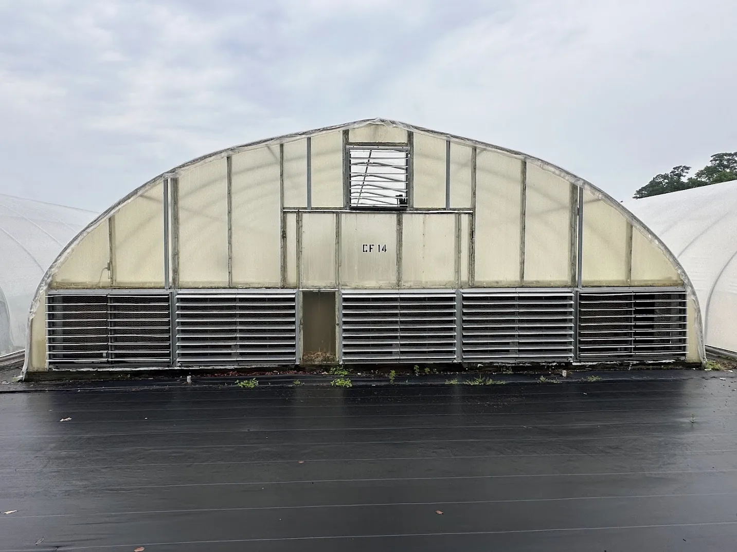 WHITE'S AUCTION LOT 29 - CF14 - X.S. Smith 30' x 96' Criterion Quonset Hoop Cold Frame Greenhouse, photo 3