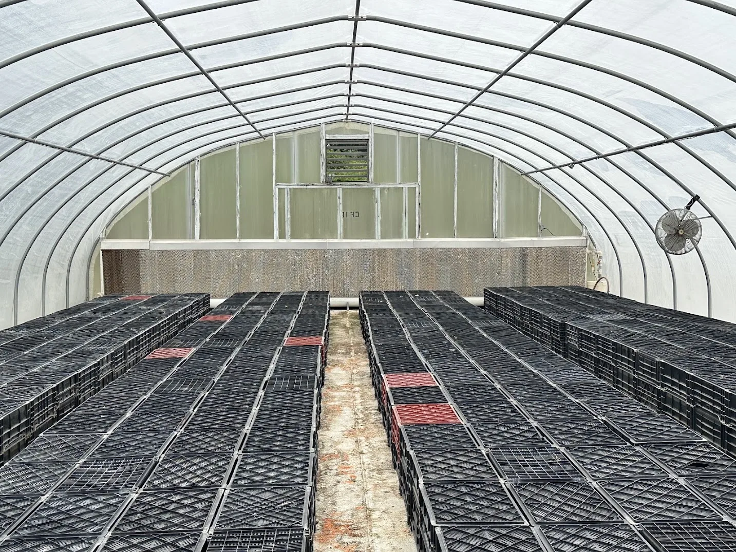 WHITE'S AUCTION LOT 31 - CF16 - X.S. Smith 30' x 96' Criterion Quonset Hoop Cold Frame Greenhouse, photo 5