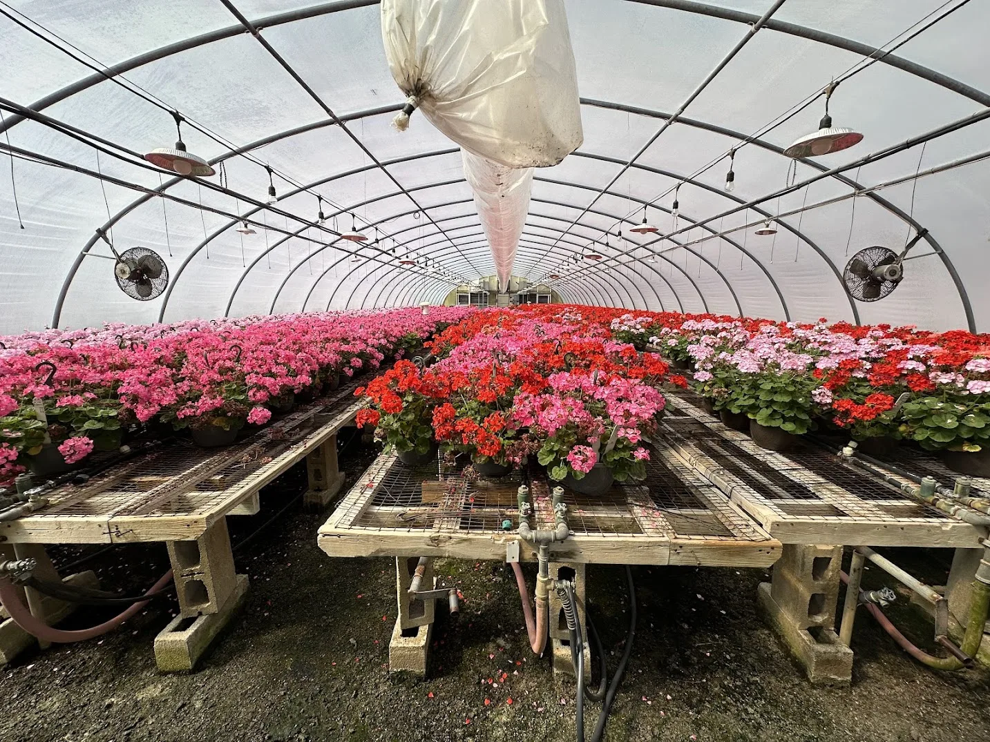 WHITE'S AUCTION LOT 6 - GH11 - X.S. Smith 30' x 96' Criterion Quonset Hoop Greenhouse, photo 3
