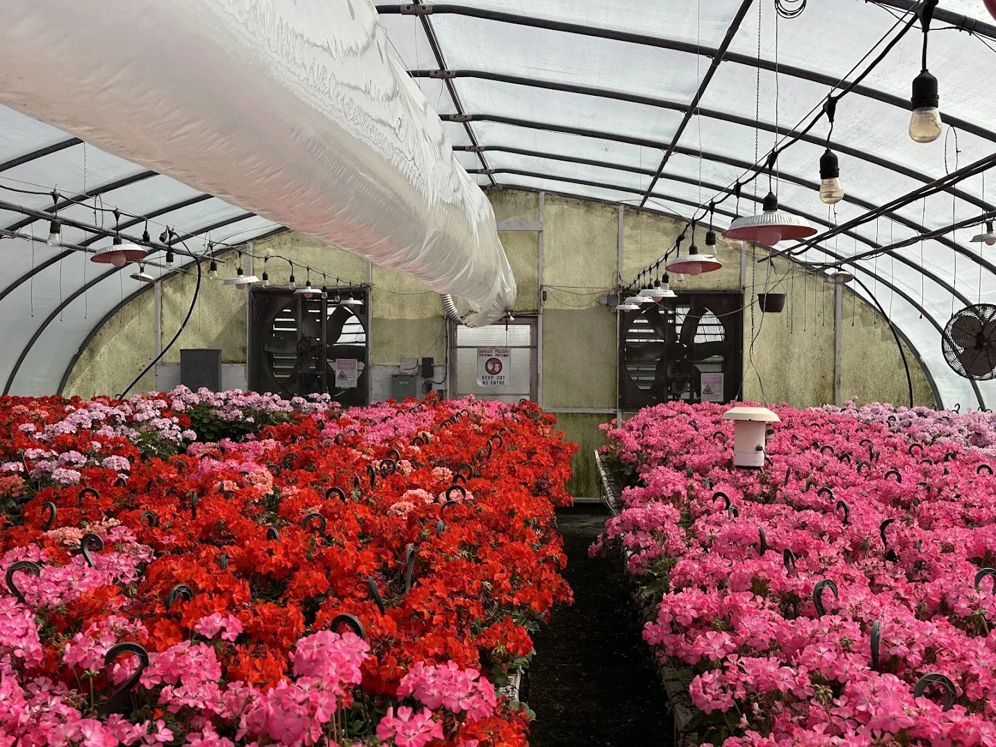 WHITE'S AUCTION LOT 6 - GH11 - X.S. Smith 30' x 96' Criterion Quonset Hoop Greenhouse, photo 4