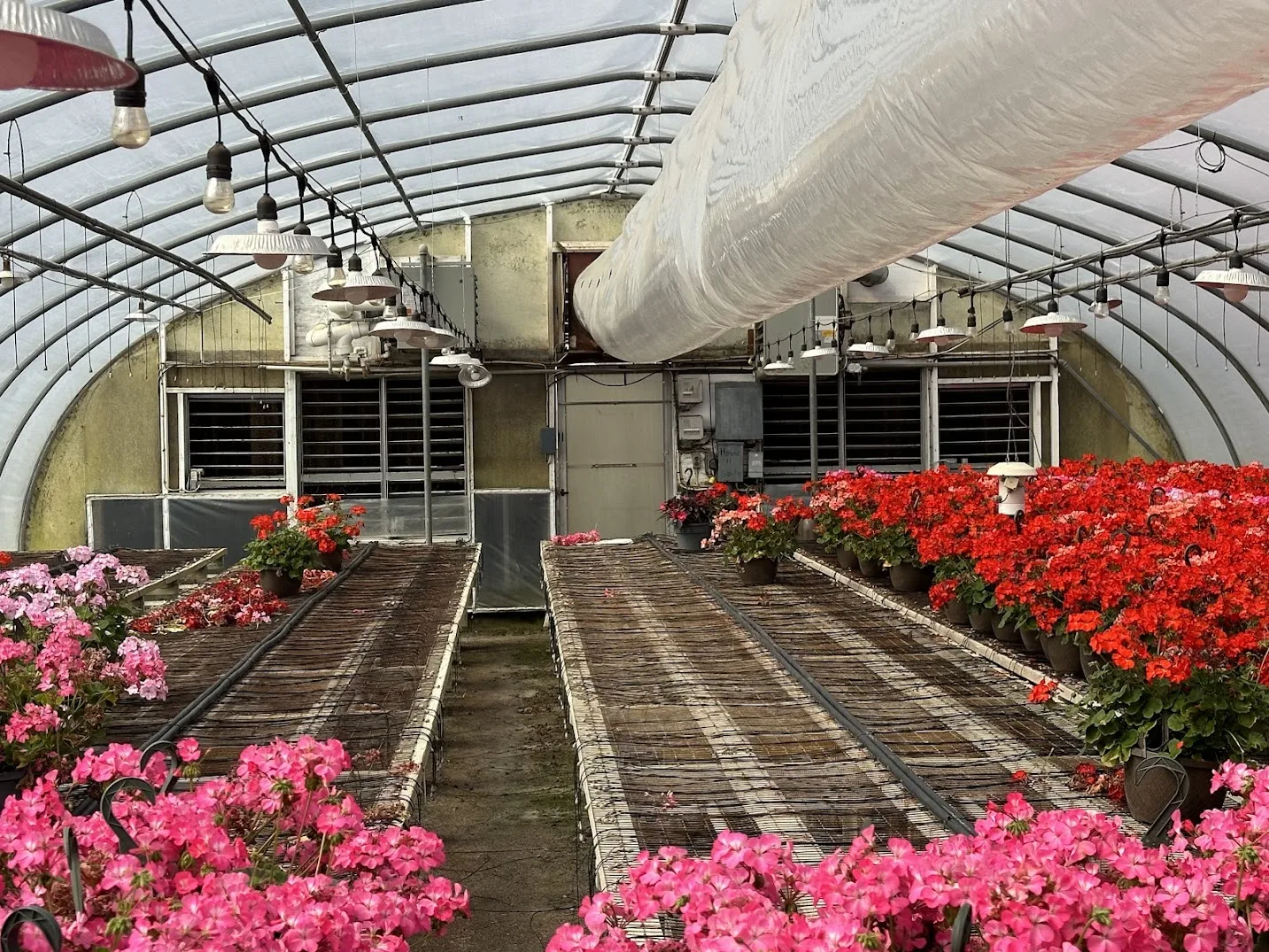 WHITE'S AUCTION LOT 6 - GH11 - X.S. Smith 30' x 96' Criterion Quonset Hoop Greenhouse, photo 5