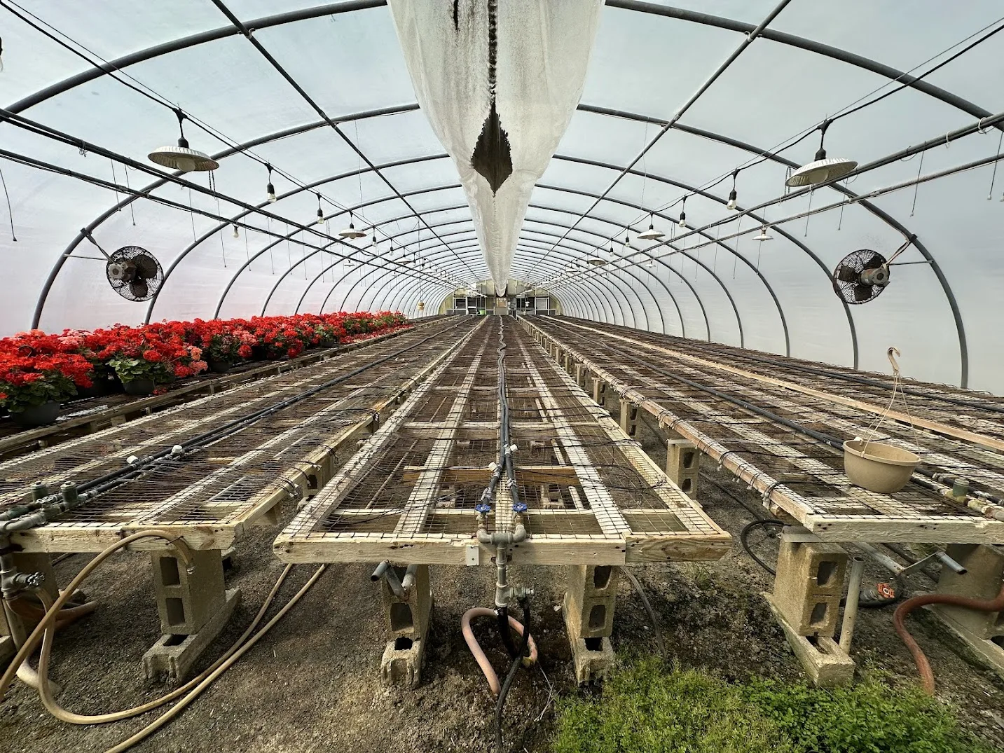 WHITE'S AUCTION LOT 7 - GH12 - X.S. Smith 30' x 96' Criterion Quonset Hoop Greenhouse, photo 4