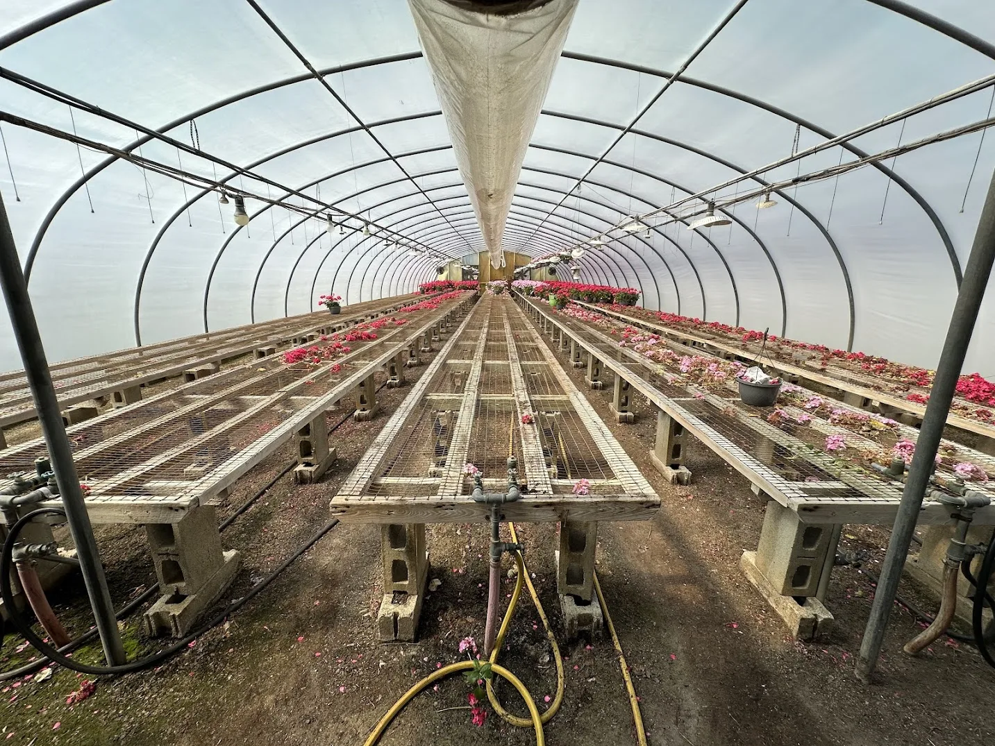 WHITE'S AUCTION LOT 9 - GH14 - X.S. Smith 30' x 96' Criterion Quonset Hoop Greenhouse, photo 2