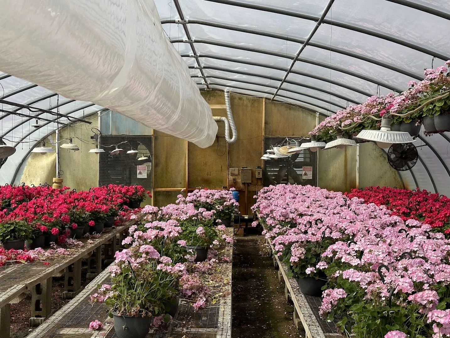 WHITE'S AUCTION LOT 9 - GH14 - X.S. Smith 30' x 96' Criterion Quonset Hoop Greenhouse, photo 4