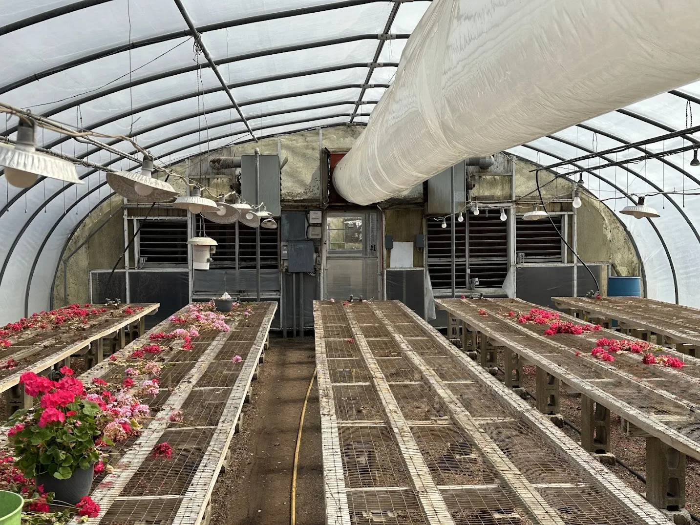 WHITE'S AUCTION LOT 9 - GH14 - X.S. Smith 30' x 96' Criterion Quonset Hoop Greenhouse, photo 5