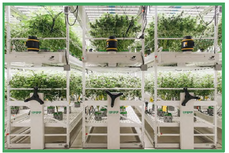 Pipp Horticulture Mobile Storage System and Vertical Grow Racking - Albuquerque, NM, photo 4