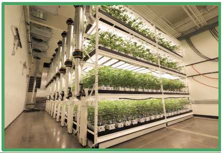 Pipp Horticulture Mobile Storage System and Vertical Grow Racking - Albuquerque, NM, photo 9