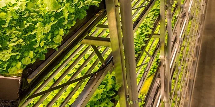 Complete Turn-Key Vertical Farm Solution: 48,000 sq. ft. Cultivation Space, photo 3