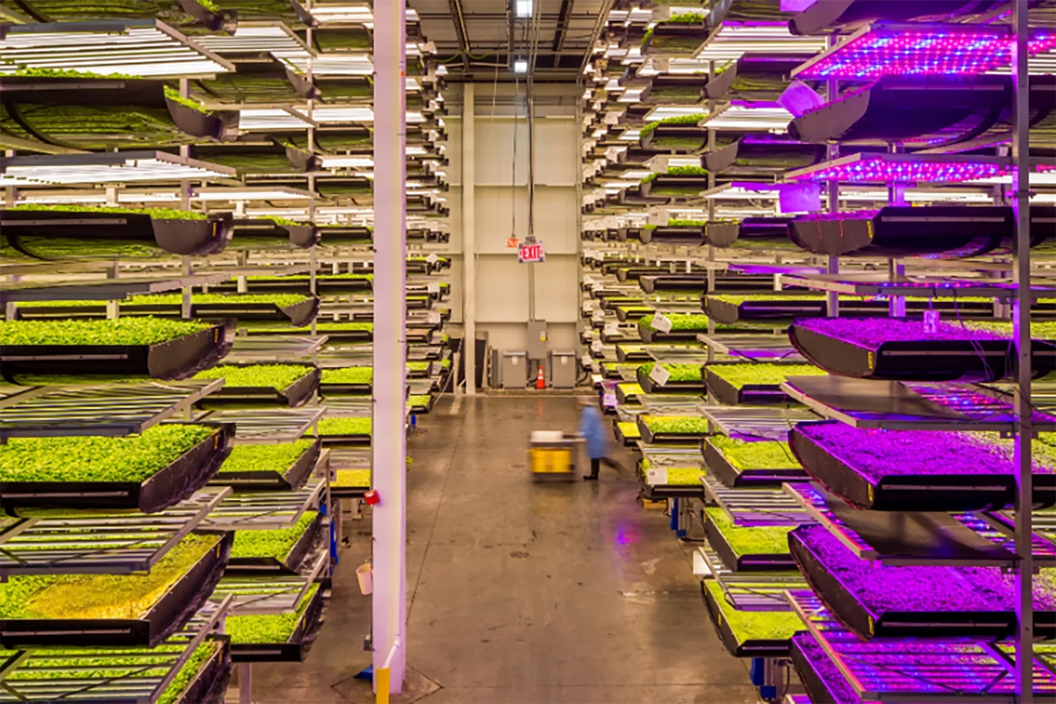 Complete Turn-Key Vertical Farm Solution: 48,000 sq. ft. Cultivation Space, photo 4