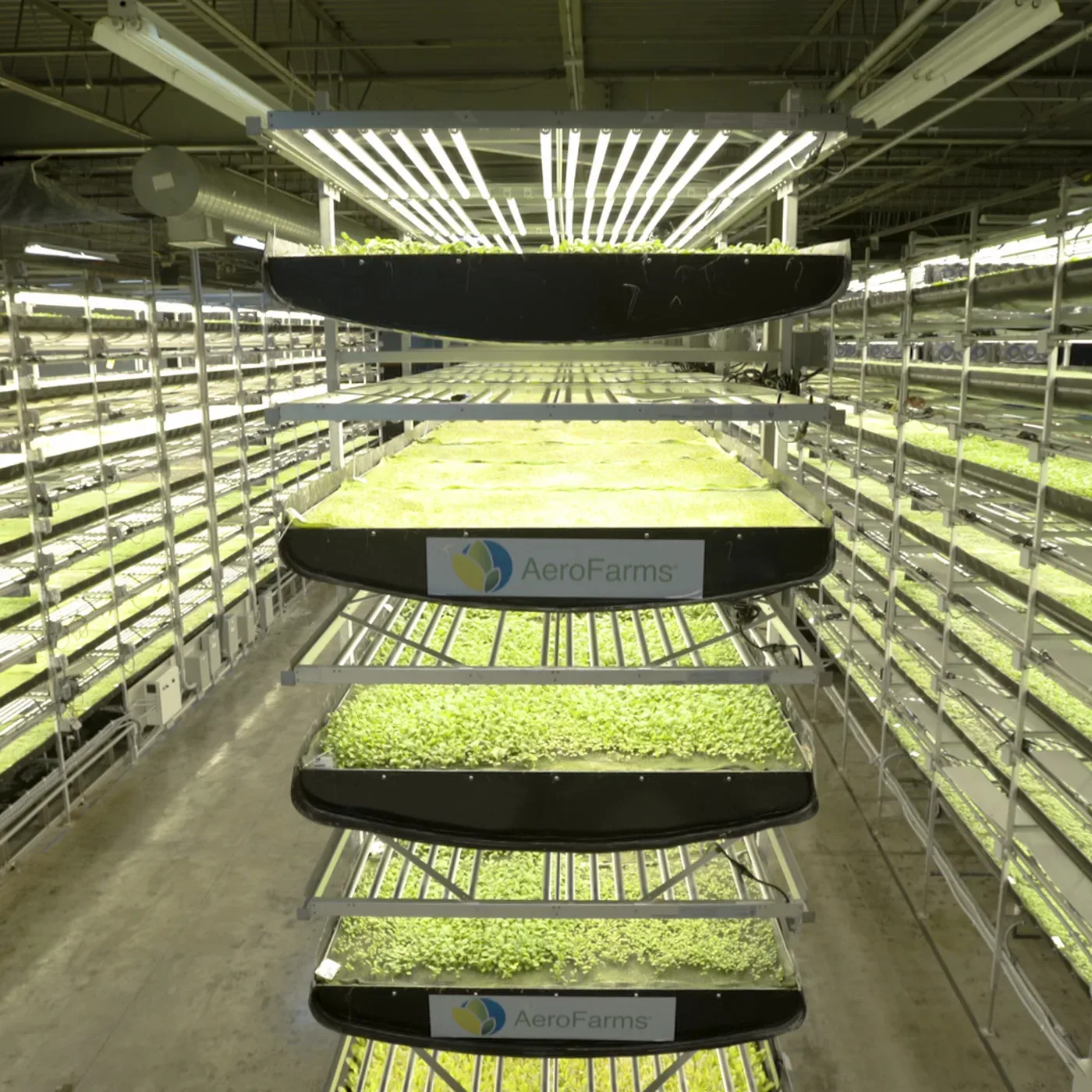Complete Turn-Key Vertical Farm Solution: 48,000 sq. ft. Cultivation Space, photo 6