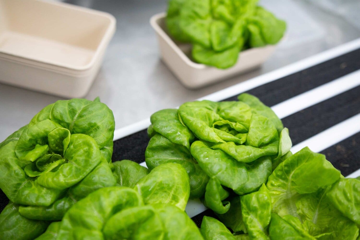 Freight Farms “Greenery” Hydroponic Vertical Farming Container – Turnkey System located in Sammamish, WA, photo 5
