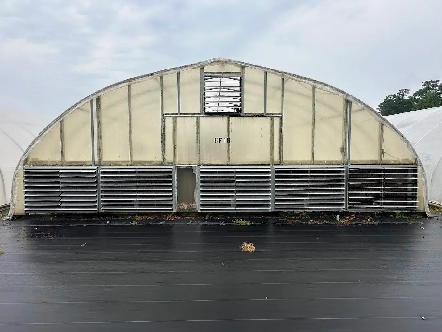 WHITE'S AUCTION  LOT 30 - CF15 - X.S. Smith 30' x 96' Criterion Quonset Hoop Cold Frame Greenhouse