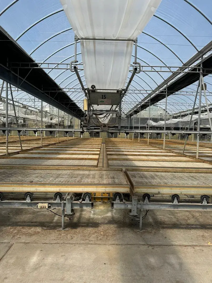 WHITE'S AUCTION LOT 209 - Bays 7-11 of Greenhouse #25 - 20,160 sq. ft. with Double-Poly Roof