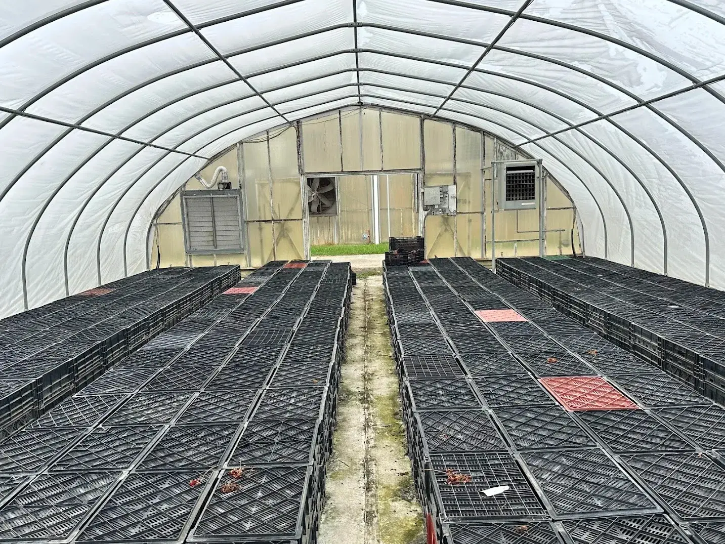 WHITE'S AUCTION LOT 25 - CF10 - X.S. Smith 30' x 96' Criterion Quonset Hoop Cold Frame Greenhouse